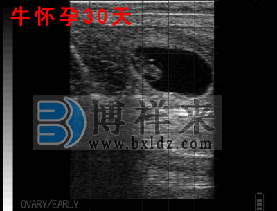 牛用B超測(cè)試母牛懷孕30天圖像