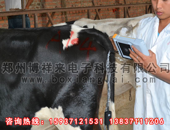 牛用B超培訓(xùn)現(xiàn)場(chǎng)