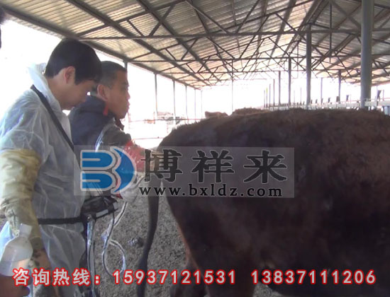牛用B超培訓(xùn)現(xiàn)場(chǎng)