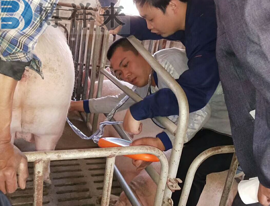 便攜式獸用B超機使用現(xiàn)場