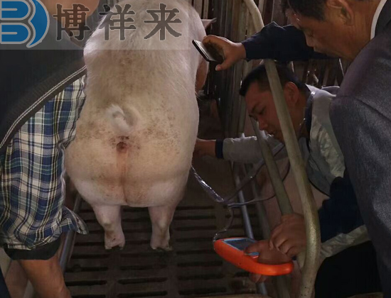 便攜式獸用B超機豬用現(xiàn)場