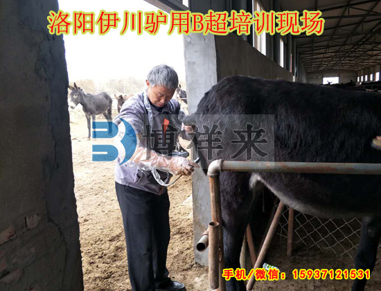 驢用B超培訓(xùn)現(xiàn)場(chǎng)