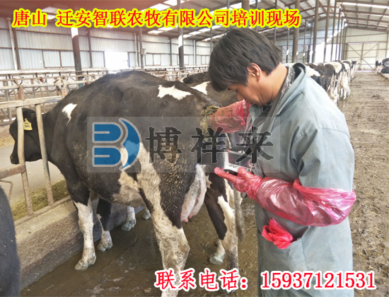 獸用B超機(jī)BXL-V20河北客戶