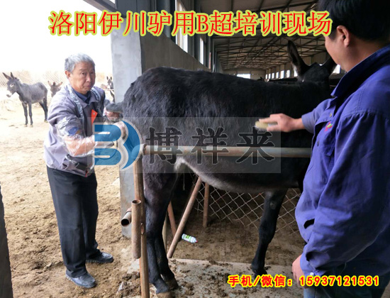 驢用獸用B超機(jī)