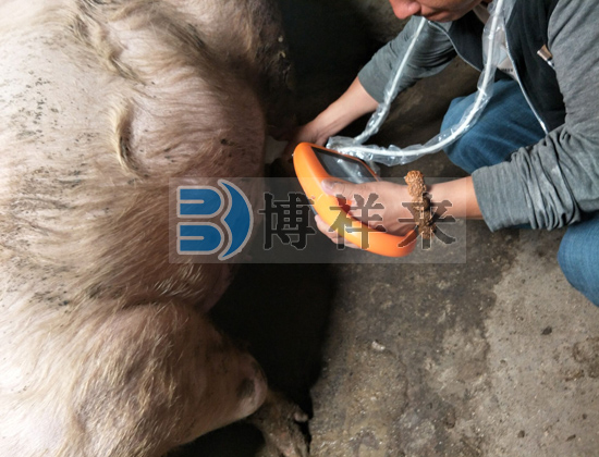 豬用B超儀的應(yīng)用