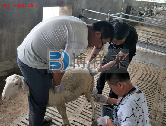 羊用B超BXL-V30實踐操作培訓(xùn)