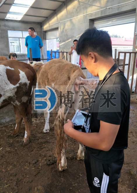 肉牛用B超BXL-V20培訓(xùn)現(xiàn)場(chǎng)