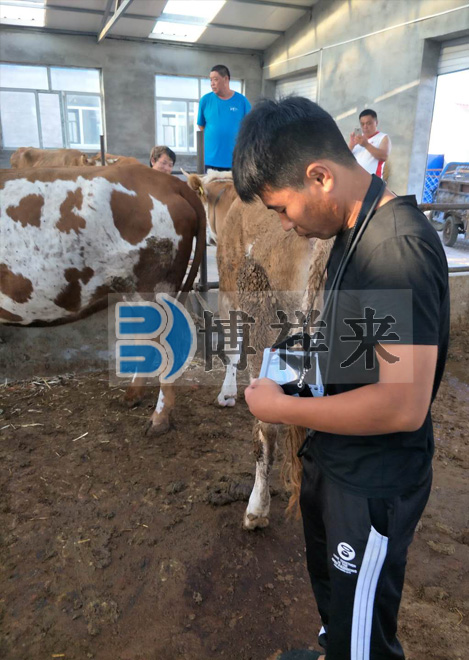 肉牛用B超BXL-V20培訓(xùn)現(xiàn)場(chǎng)