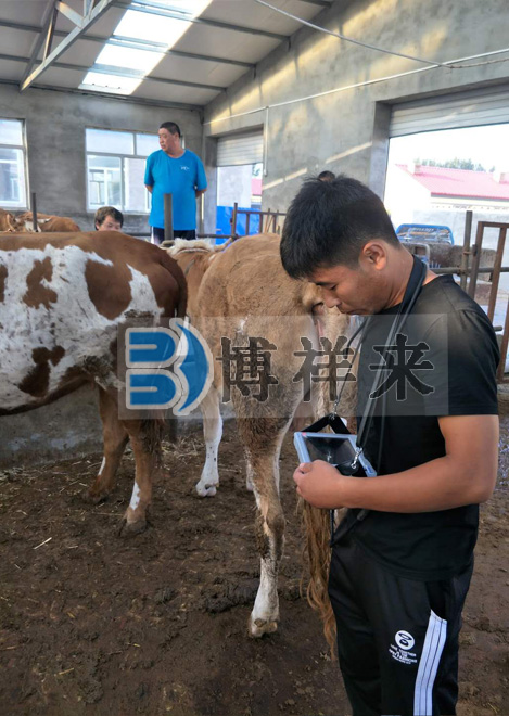 博祥來(lái)肉牛用B超BXL-V20培訓(xùn)現(xiàn)場(chǎng)